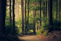 Evergreen forest near Sandpoint