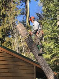 Big Nick's Tree Management photo 2